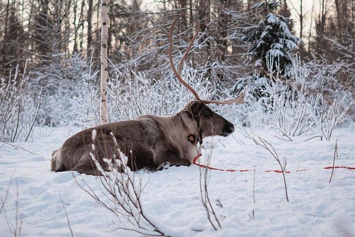 Kuoksa Reindeer Farm: Reindeer Sleigh Experience Near Rovaniemi photo 4