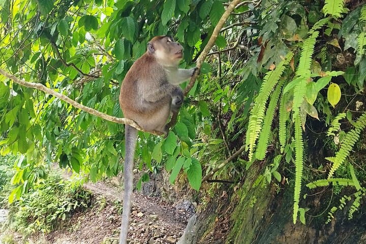 Bukit Lawang 4-Day Jungle Trek: Orangutans, River Camps & Tube-Raft Return photo 3