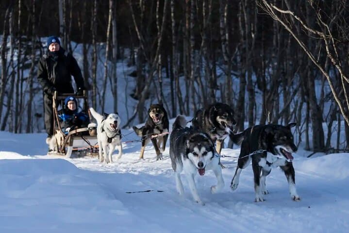 Finnmarksvidda Dog Sledding: 4-Hour Husky Adventure from Alta, Norway