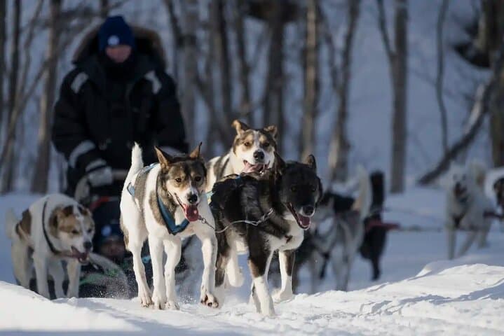 Finnmarksvidda Dog Sledding: 4-Hour Husky Adventure from Alta, Norway photo 5