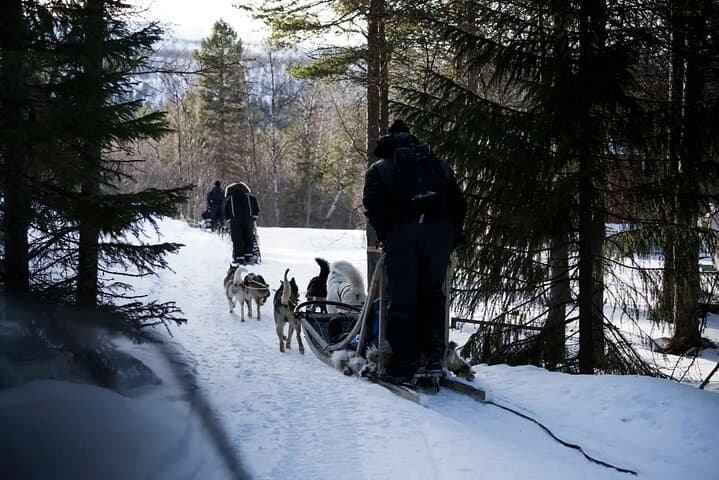 Finnmarksvidda Dog Sledding: 4-Hour Husky Adventure from Alta, Norway photo 6