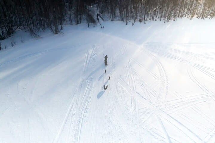 Finnmarksvidda Dog Sledding: 4-Hour Husky Adventure from Alta, Norway photo 3