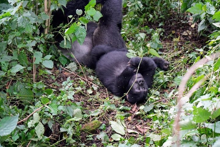 3-Day Gorilla Trekking in Bwindi and Golden Monkeys at Volcanoes National Park photo 2
