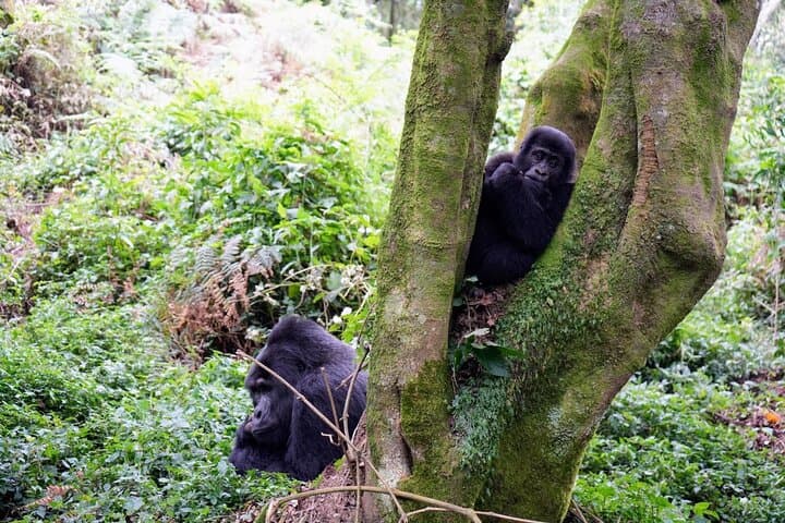 3-Day Gorilla Trekking in Bwindi and Golden Monkeys at Volcanoes National Park