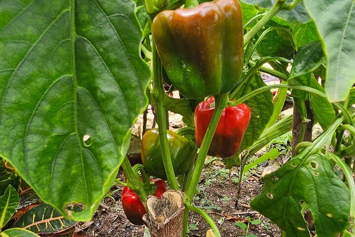 Exploring Dominican Traditions: Coffee, Cocoa, and Cigar Experience photo 2
