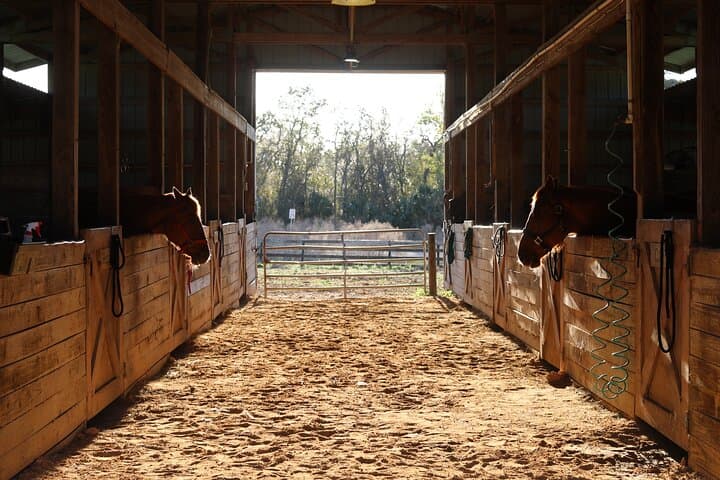Saddle Up at Rock Springs Run: 1-Hour Guided Horseback Trail Ride Near Orlando photo 2