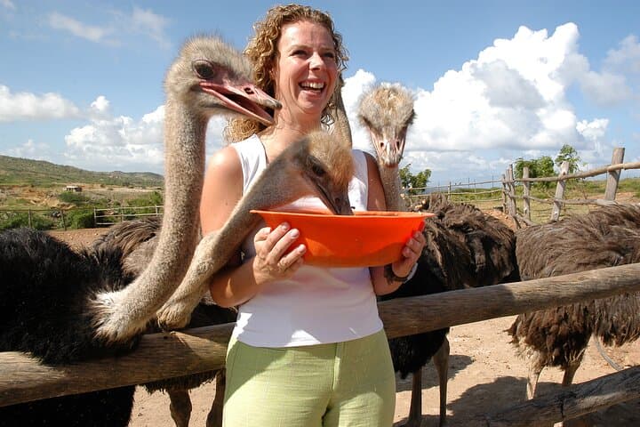 Meet the Ostriches: Aruba Ostrich Farm Feeding Tour & Savanna Views photo 1