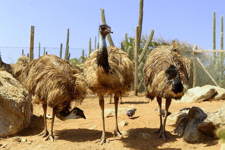 Meet the Ostriches: Aruba Ostrich Farm Feeding Tour & Savanna Views photo 2