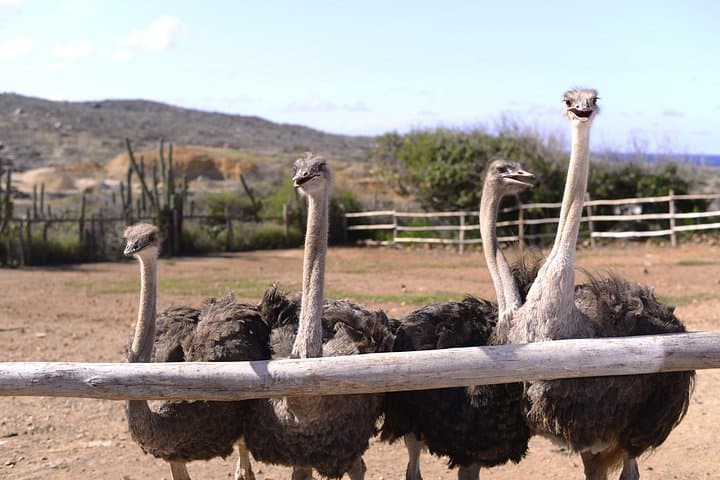 Meet the Ostriches: Aruba Ostrich Farm Feeding Tour & Savanna Views photo 3