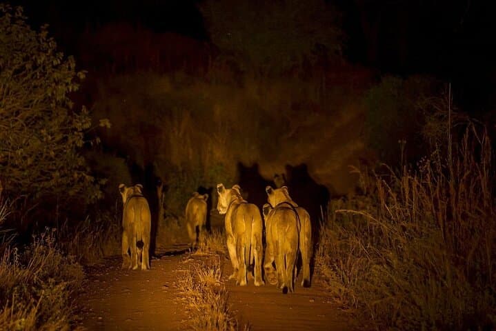 Evening Pilanesberg Night Safari from Sun City — Spot Leopards and Nocturnal Wildlife