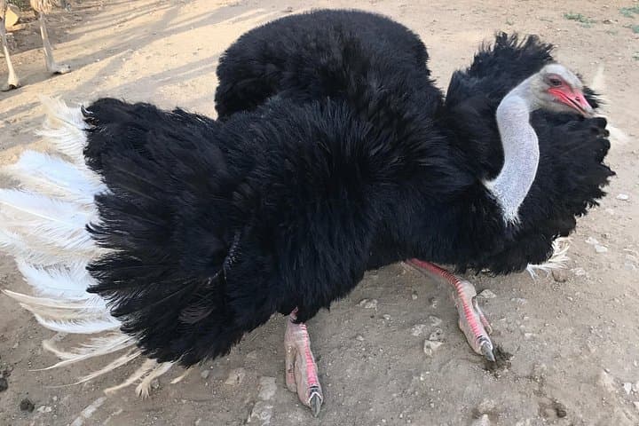 Meet the Ostriches: Aruba Ostrich Farm Feeding Tour & Savanna Views photo 4