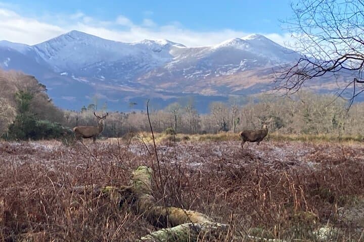 Explore Killarney National Park: Self-Guided Audio Walking Tour for Flexible Adventure photo 6