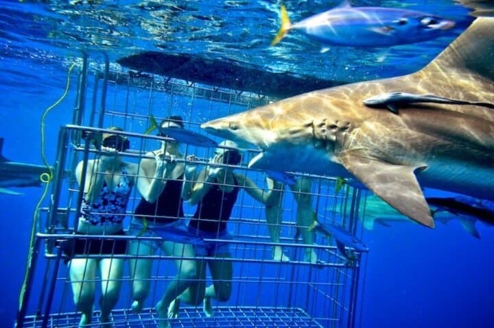Gansbaai Private Shark Dive Experience: Cage Diving with Great Whites photo 3
