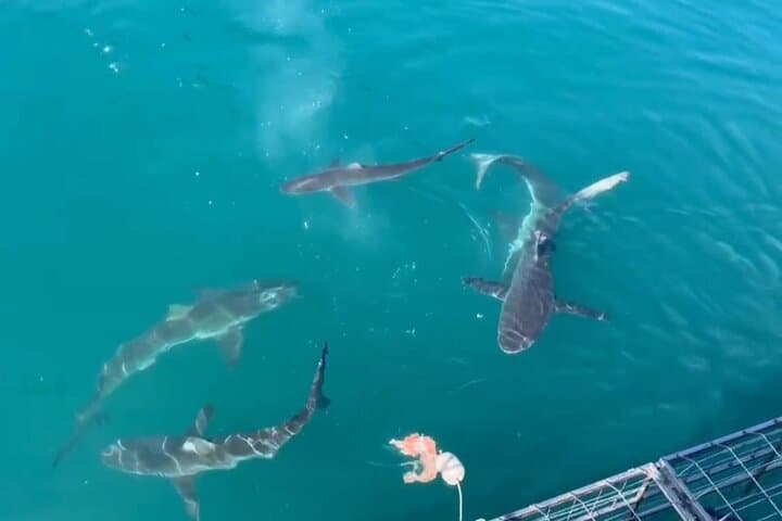 Gansbaai Private Shark Dive Experience: Cage Diving with Great Whites photo 4