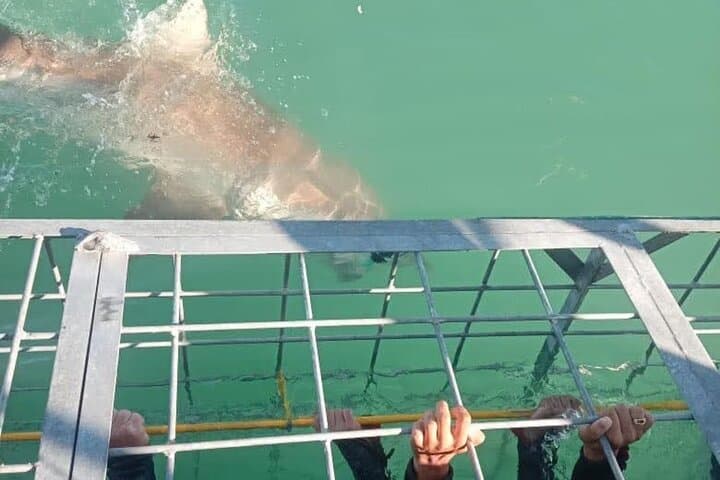 Gansbaai Private Shark Dive Experience: Cage Diving with Great Whites photo 5