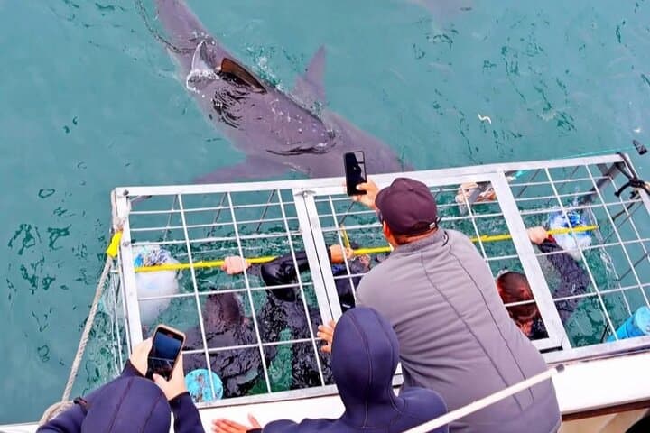 Gansbaai Private Shark Dive Experience: Cage Diving with Great Whites photo 6