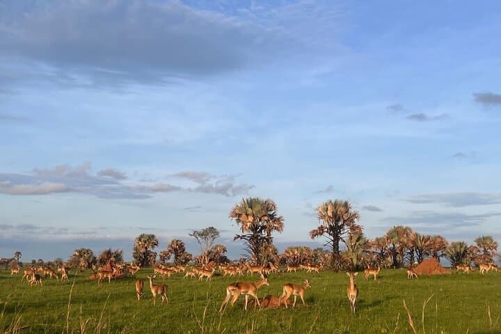 8-Day Uganda Safari: Chimp Trekking, Murchison Falls & Source of the Nile photo 6