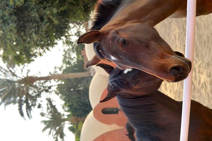 Cairo Horseback Ride: Giza Pyramids & Abu Sir Desert Safari photo 5
