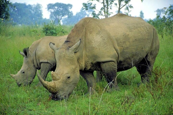 Half-Day Safari: Tala Game Reserve & Natal Park Wildlife Tour from Durban photo 5