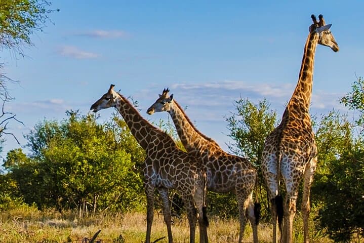 Half-Day Tala Game Reserve Safari and Phezulu Zulu Village from Durban photo 2