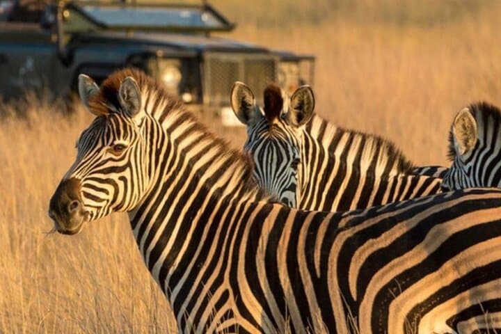 Three-Day Garden Route: Cango Caves, Botlierskop Safari & Knysna Lagoon photo 5