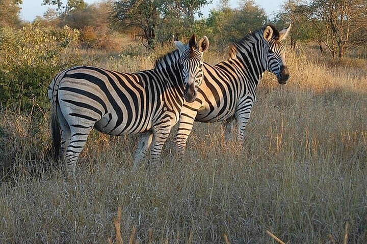 Tala Game Reserve to Phezulu Safari: Full-Day Wildlife & Zulu Culture Tour from Durban photo 5