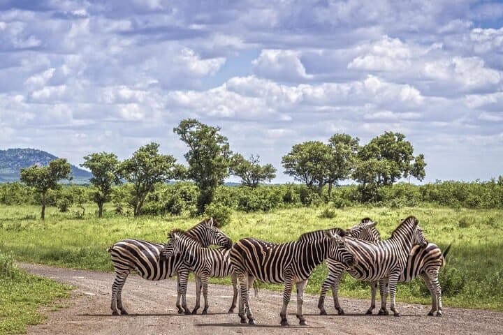 Half-Day Tala Game Reserve Safari, Zulu Culture & Victoria Market from Durban