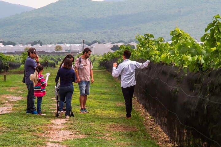 Cheese and Wine Route: Opal Mines, Vineyards & San Miguel de Allende Tour photo 5