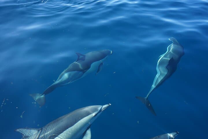 Dolphin Watching in Faro: Ria Formosa Boat Tour from Doca de Faro photo 2
