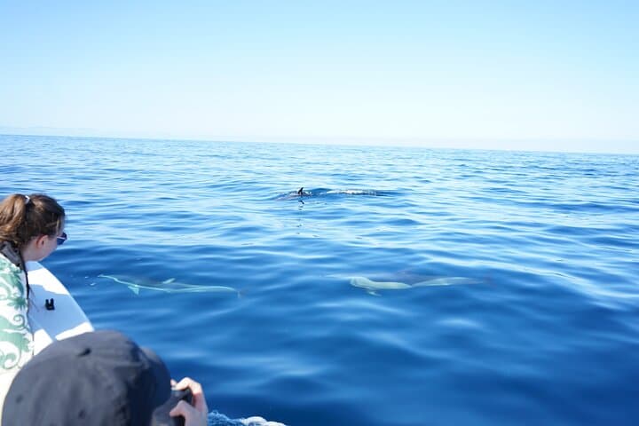 Dolphin Watching in Faro: Ria Formosa Boat Tour from Doca de Faro photo 3
