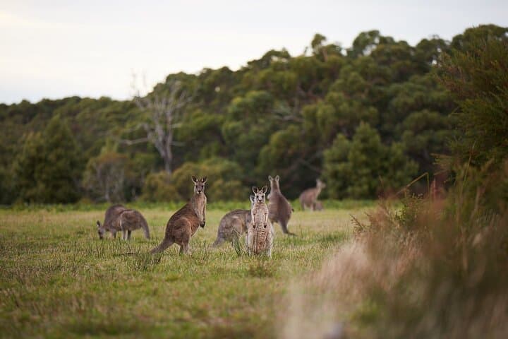 Great Ocean Road Small-Group Tour: 12 Apostles, Dingos & Lunch from Melbourne photo 6