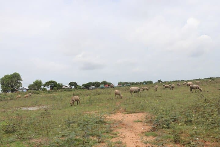 Drive Through Cambodia: Siem Reap Countryside Buggy Adventure photo 5