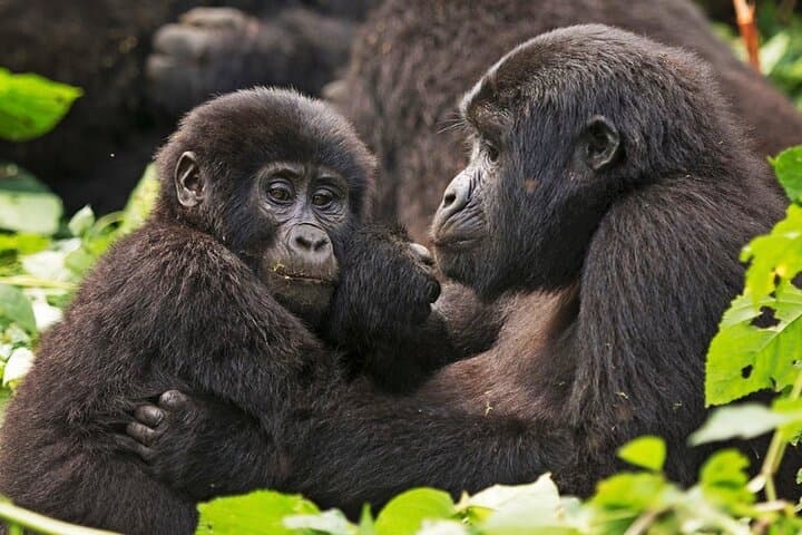 3-Day Private Gorilla Trekking in Bwindi National Park — Guided Tour from Kampala or Kigali photo 2