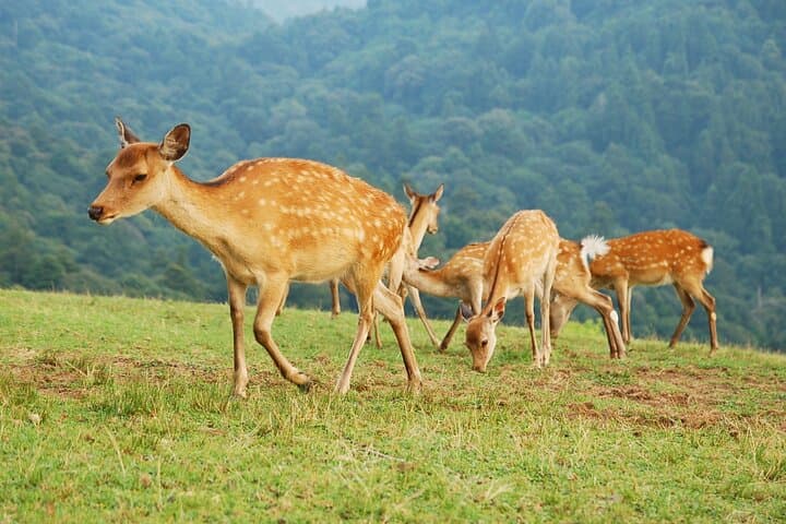 Hike Mt. Wakakusa: Deer Encounters & Panoramic Views in Nara photo 2