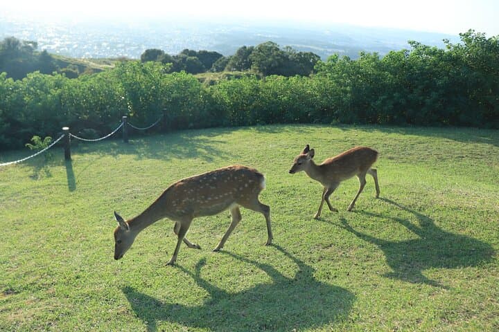 Hike Mt. Wakakusa: Deer Encounters & Panoramic Views in Nara photo 4