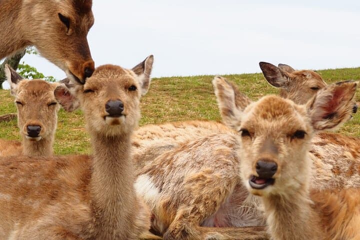 Hike Mt. Wakakusa: Deer Encounters & Panoramic Views in Nara photo 5