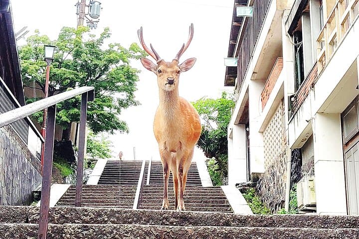 Hike Mt. Wakakusa: Deer Encounters & Panoramic Views in Nara photo 6