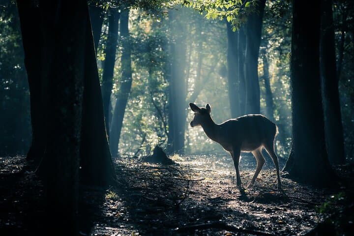 Sacred Morning Walk with Nara Deer on Mount Wakakusa