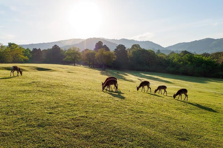 Sacred Morning Walk with Nara Deer on Mount Wakakusa photo 2
