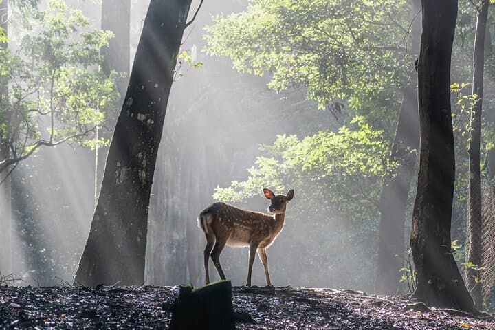 Sacred Morning Walk with Nara Deer on Mount Wakakusa photo 3