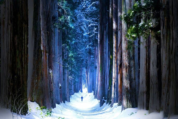 Private Winter Togakushi Tour — Snow Play, Skiing & Cedar Shrine Walks