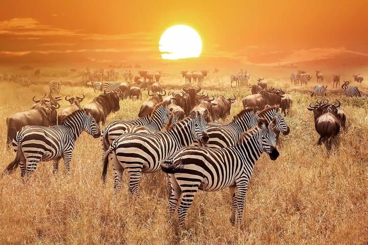 Luxury Fly-In Safari to the Heart of the Serengeti — 4-Day Guide