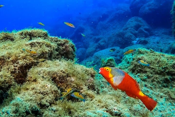 Snorkeling Costa Teguise: 2-Hour Guided Tour in Lanzarote photo 3