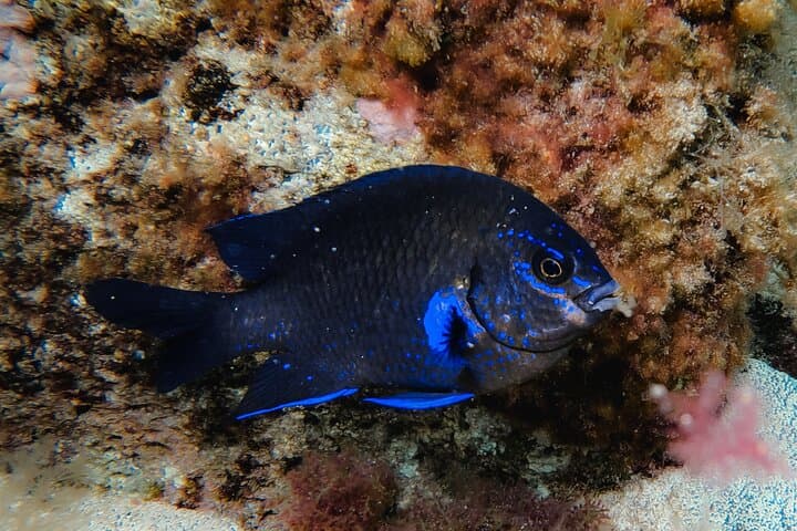 Snorkeling Costa Teguise: 2-Hour Guided Tour in Lanzarote photo 5