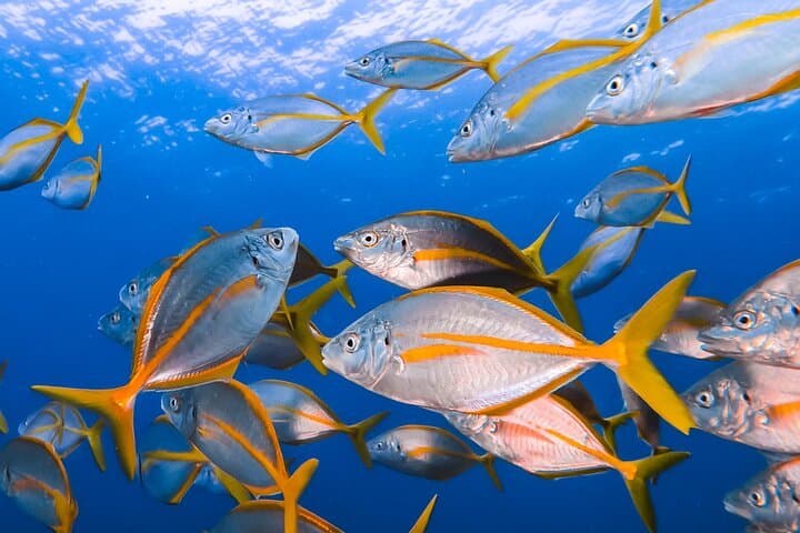Snorkeling Costa Teguise: 2-Hour Guided Tour in Lanzarote photo 2