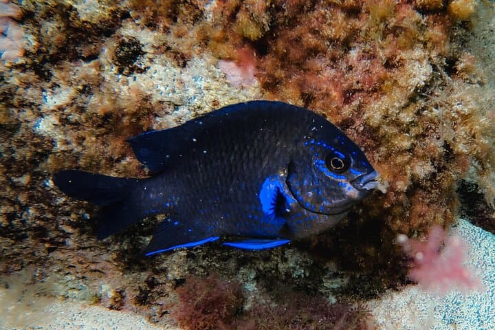 Beginner Scuba Diving in Costa Teguise, Lanzarote — Try a Shore Dive photo 6