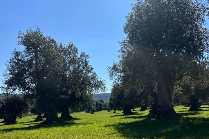 Sunset Aperitif and Olive-Grove Walk in Ostuni Hills photo 3