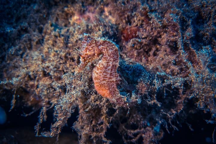 Beginner Scuba Diving in Lanzarote: 2 Guided Dives from Costa Teguise photo 2