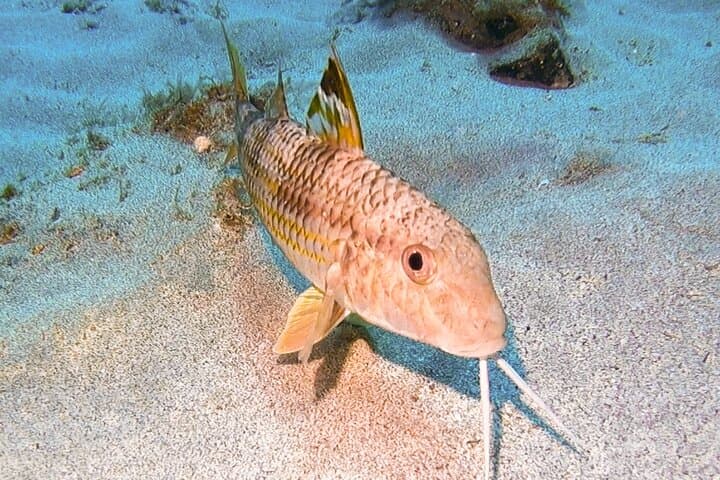 Beginner Scuba Diving in Lanzarote: 2 Guided Dives from Costa Teguise photo 4