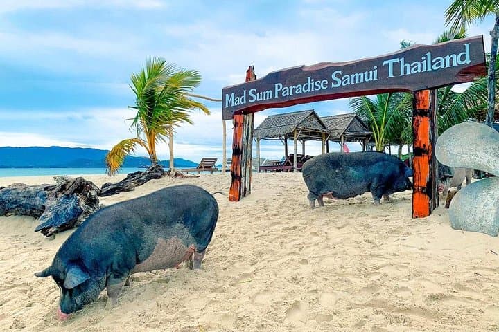 Pig Island and Koh Taen Snorkel Tour from Koh Samui: Pigs, Reefs & Island Views photo 6